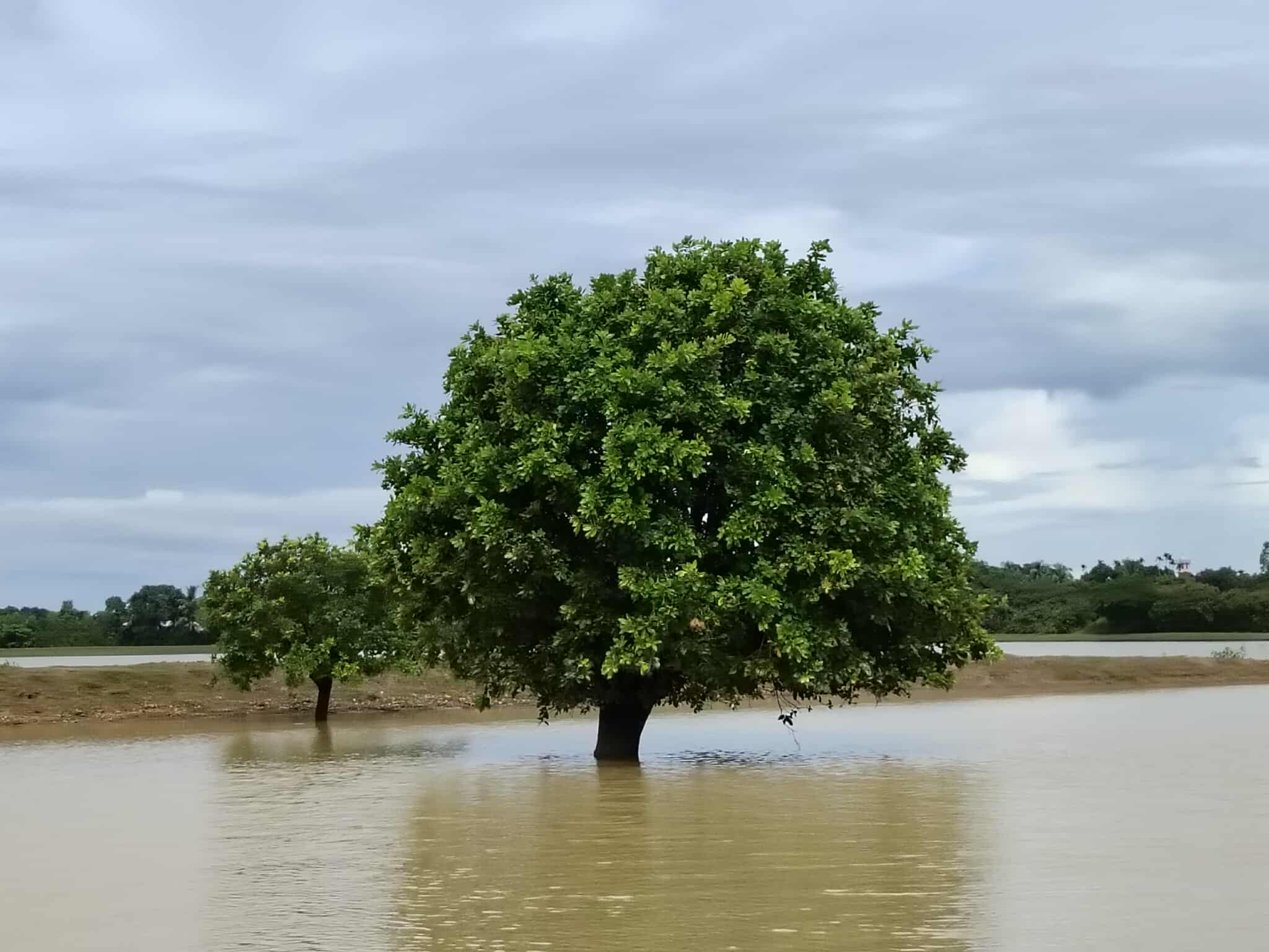 বর্ষায় দিরাই: হাওরের বুকে এক অপরূপ সৌন্দর্য
