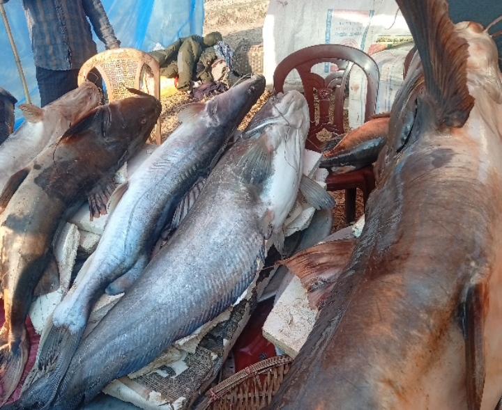 মৌলভীবাজারে দুইশ বছরের ঐতিহ্যবাহী মাছের মেলা অনুষ্ঠিত