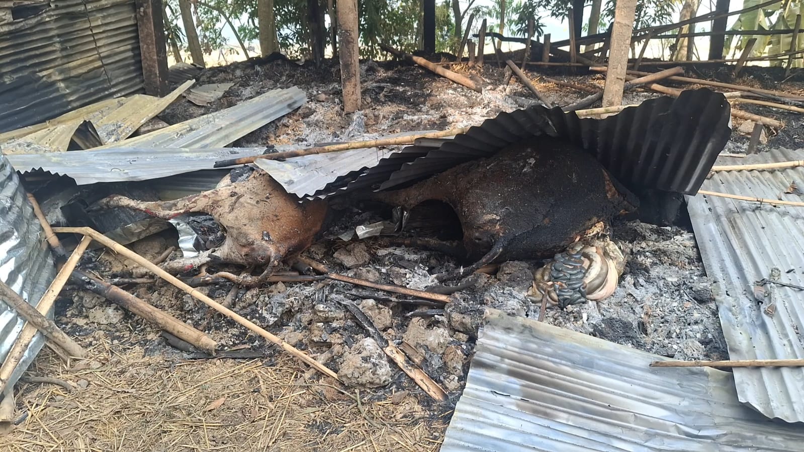 মৌলভীবাজারে দুষ্কৃতিকারীদের দেয়া আগুনে পুড়লো ৬০টি গবাদপশুসহ ২শ হাঁস