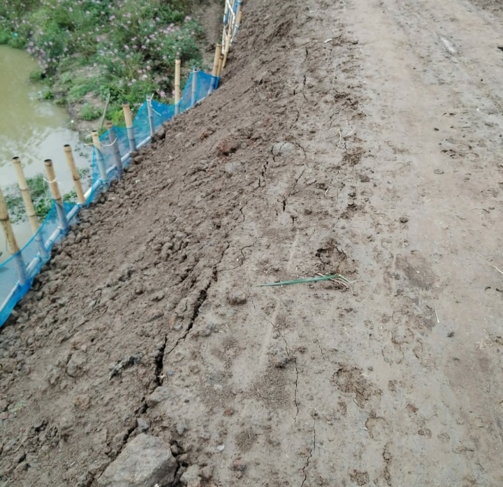 জগন্নাথপুরে সামান্য বৃষ্টিতে ফসল রক্ষা জামাইকাটা হাওরের বেড়িবাঁধে ফাটল আতঙ্ক এলাকাবাসী