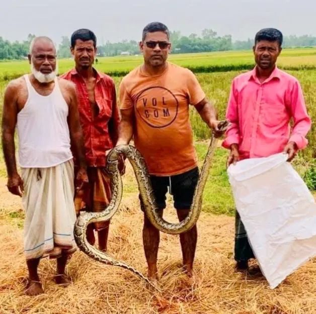 শ্রীমঙ্গলে মৎস্যজীবীর জালে আটকা পড়লো বিশাল আকৃতির অজগর