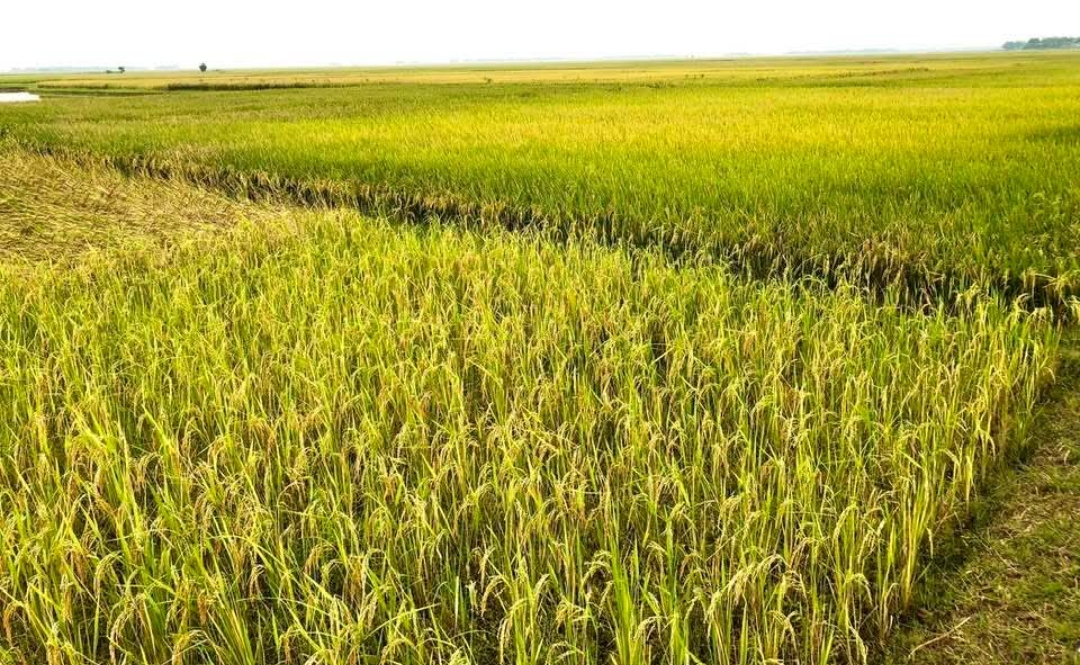 সোনালি ধানে ছেয়ে গেছে দিরাইয়ের বুক: তবে হাসছে ধান, কাঁদছে কৃষক!