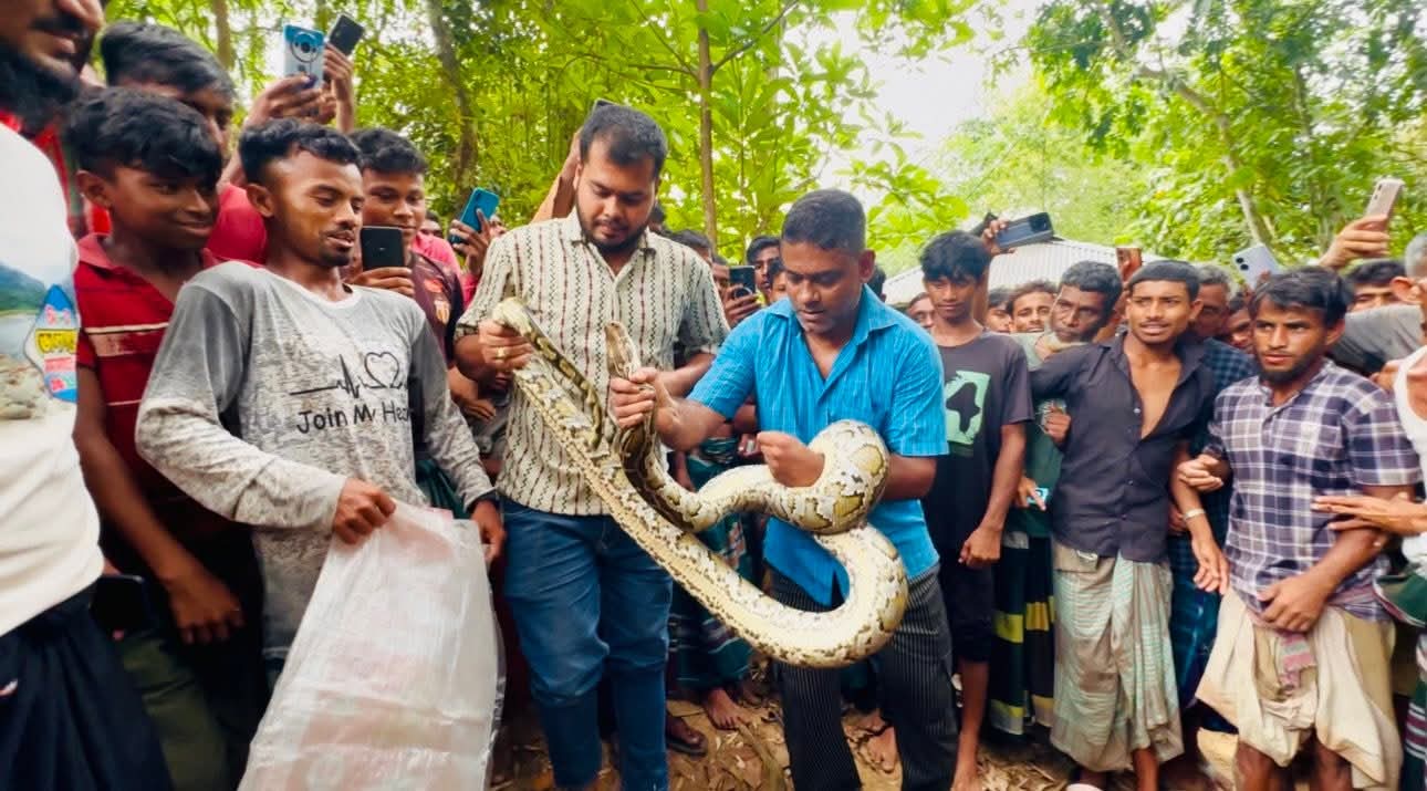 শ্রীমঙ্গলে বসত ঘরের সিলিং থেকে অজগর সাপ উদ্ধার
