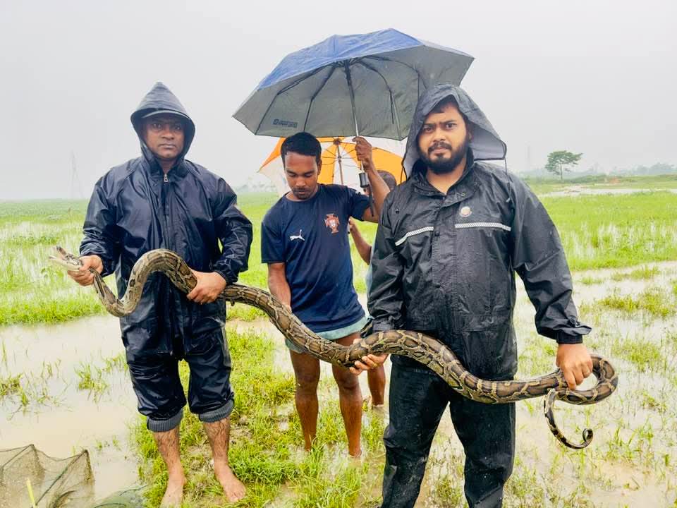 শ্রীমঙ্গলে জেলেদের জালে ধরা পড়লো বিশাল অজগর সাপ