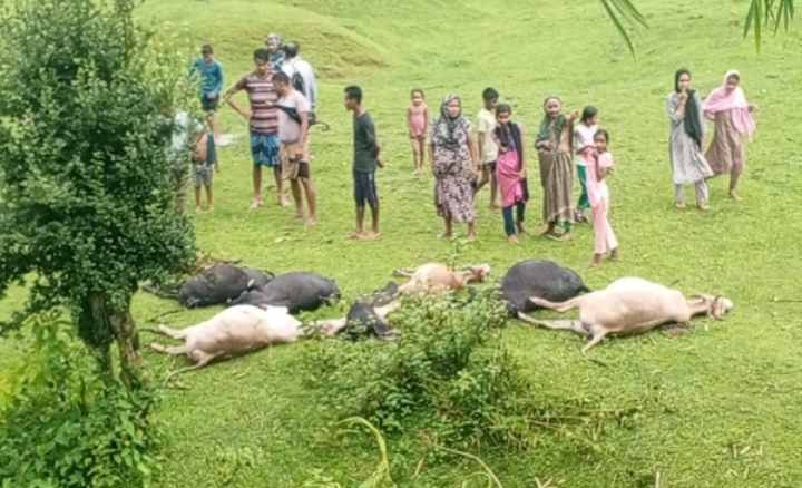 মৌলভীবাজারে বজ্রপাতে ১৩টি গরু ও ১টি মহিষের মৃত্যু