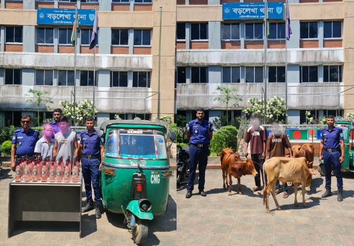 বড়লেখায় পৃথক অভিযানে ৪টি ভারতীয় গরু ও ৪০ লিটার দেশীয় মদসহ গ্রেপ্তার- ৪