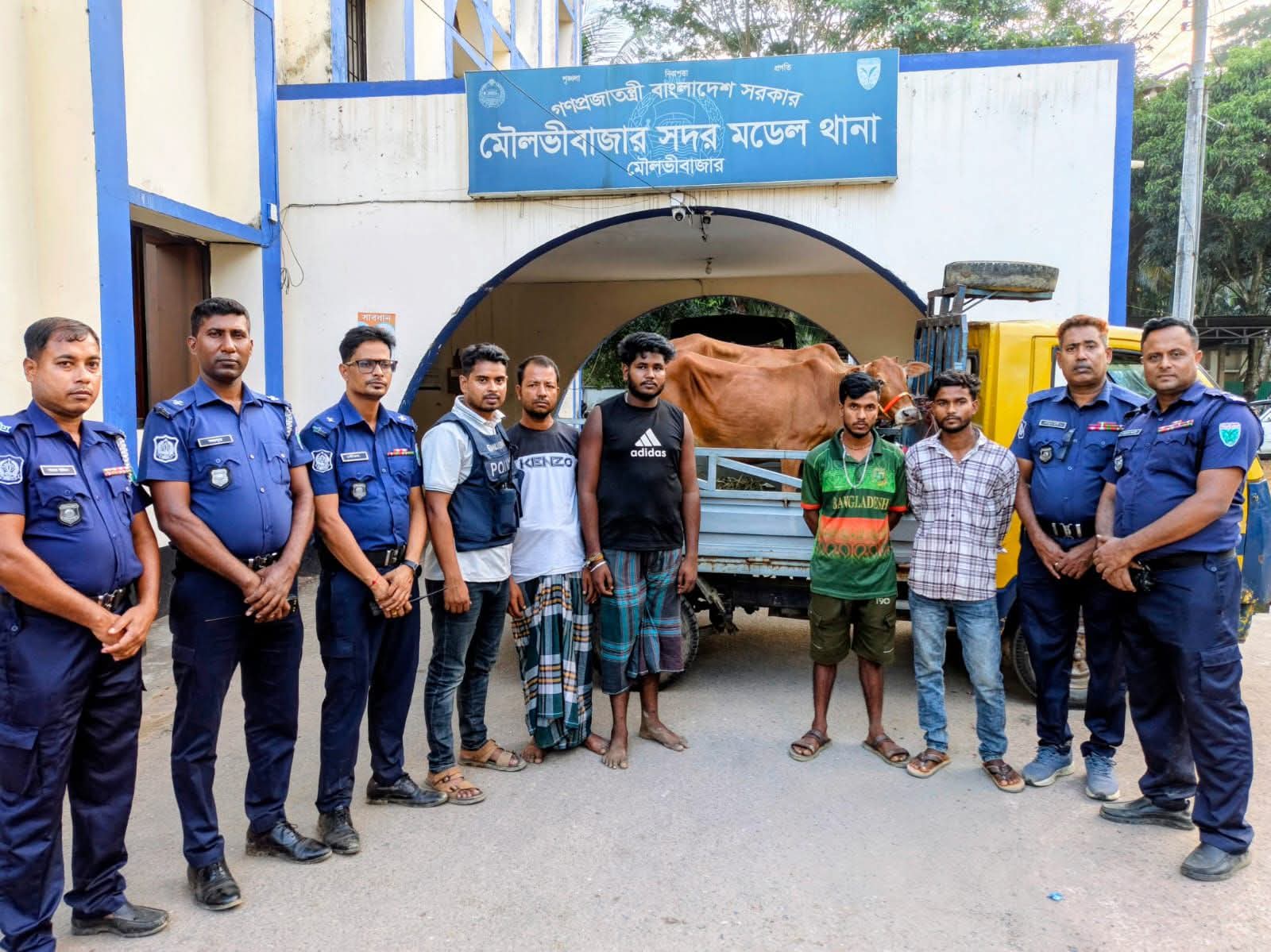 মৌলভীবাজারে চুরি হওয়া দুই গরু উদ্ধার, পিকআপসহ আটক- ৪